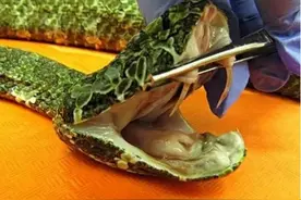 国内被传最毒的蛇，莽山烙铁头实力究竟如何？有没有传说中的强？图片