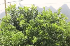 挂果量过大放不出秋梢，以果换梢是个好方法图片