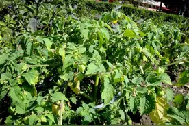 原是野果，靠改“洋名”走红，现已被广泛种植，却涨至30元一斤图片