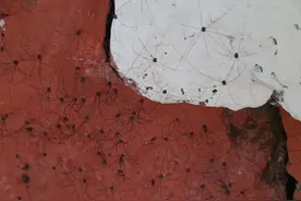世上独一无二的腿：长度是身体28倍，还要负责品尝、呼吸和交配图片
