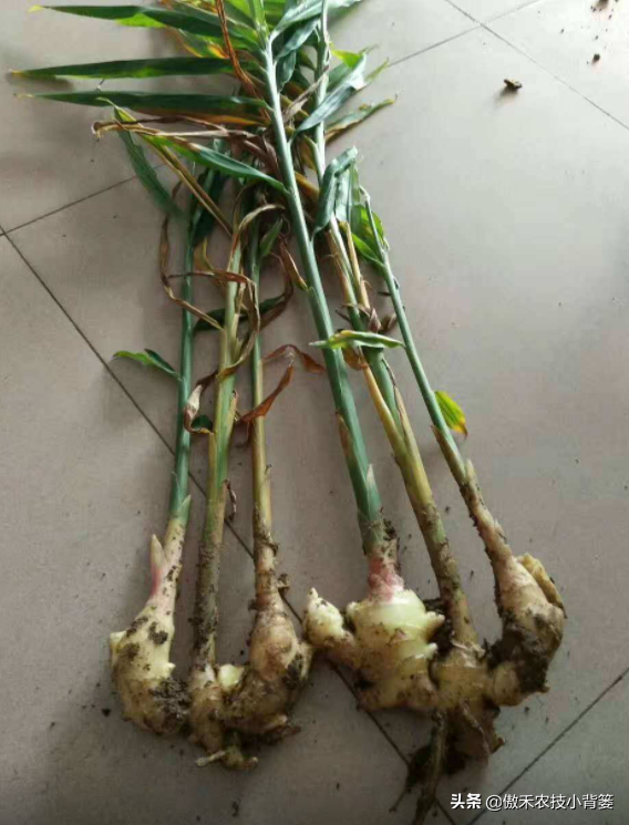 作物药物灌根防治病害效果差？学会这10个用药技巧效果能翻倍