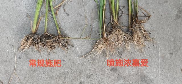 鍦ㄥ彾闈㈣偉绉嶇被褰撲腑姘ㄥ熀閰稿彾闈㈣偉鍜屽惈鑵愭畺閰稿彾闈㈣偉涓よ€呭尯鍒湁鍝簺锛? onerror=