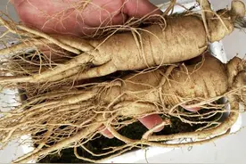 家里养“人参”，其实很简单，埋上人参块，长满“人参果”图片