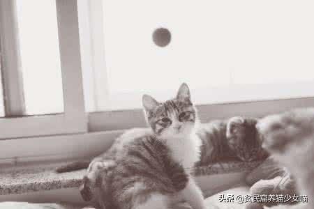 猫不理我怎么办