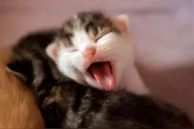 哺乳期小猫遇到脱水的问题怎么办？图片