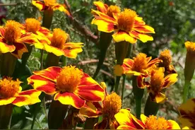 每天认识一种园林植物——观花植物之197孔雀草图片