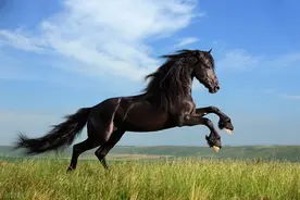 高考满分始祖《赤兔之死》，曾轰动全国图片