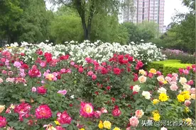石家庄月季公园景色怡人，上百种月季花进入最佳观赏期图片