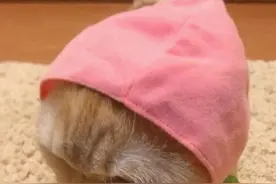 表情包：给自己画一个对象图片