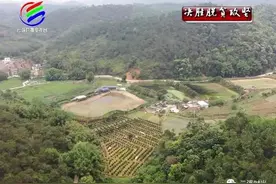 云城腰古：牛大力产业助力村民增收！图片
