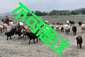 真不可思议！在新疆温泉县，竟然发现了山海经神兽！可怜可爱可叹图片