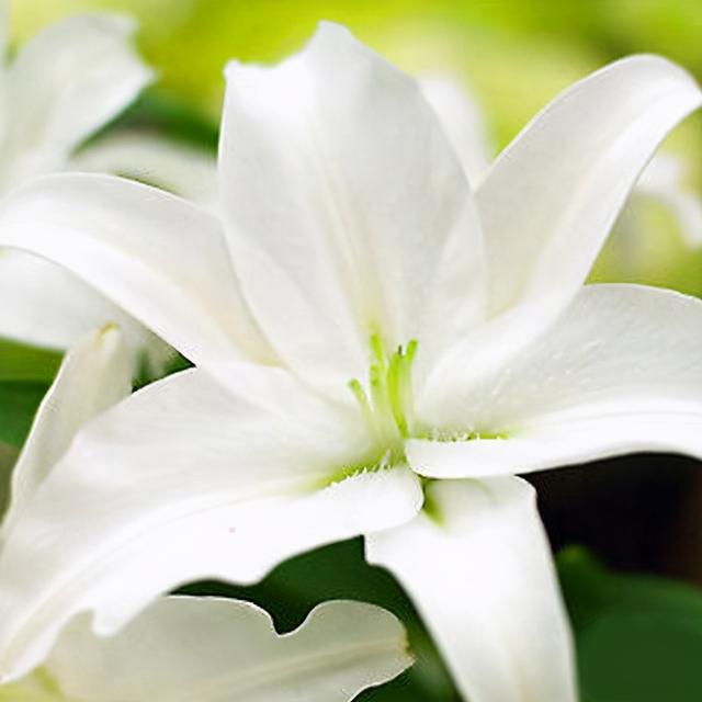 鲜花百合||不同颜色的百合花花语及寓意