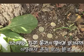 家门口长了棵摇钱树，主人每天可捡200块，晚上却担心得睡不着觉图片