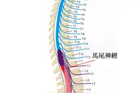 出现这些症状，说明你的腰椎间盘突出压迫到马尾神经了图片