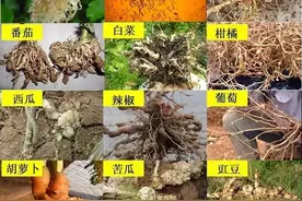 这些作物线虫易高发，都有哪些症状？附最全防治措施图片