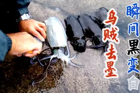 日本厨师用剪刀去除乌贼墨汁，戳破要害“漂白”做刺身！视频封面