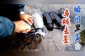 日本厨师用剪刀去除乌贼墨汁，戳破要害“漂白”做刺身！视频封面