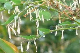 为什么说竹子开花赶紧搬家。图片