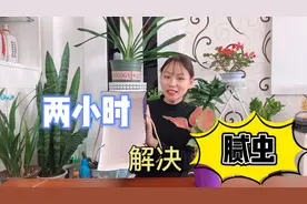 养花人超烦的“腻虫”原来这么好治，找个大纸箱，俩小时就解决图片