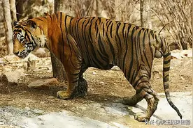 传奇虎王朱姆鲁：虎王中的生儿子专家，帅气的颜值锦上添花图片