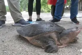 河南一只野生巨鳖上岸觅食却被捉，重46斤，年龄大约在100年左右图片