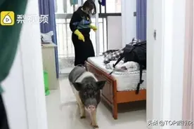 饿了2个月，留守武汉的宠物猪终于与主人相聚，网友：最终还是一只猪扛下了所有……图片