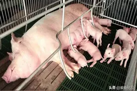 母猪难产怎么办？这三个绝招，养母猪的朋友一定要收藏图片