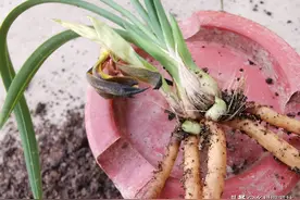 差之毫厘失之千里，兰花引种的大学问，很多兰友还不知道图片