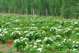 图集·朔州丨白芍药翩翩起舞图片