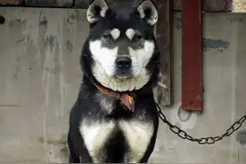 土狗就比外国宠物狗差？据说养过土狗之后，就不会再养其它狗了？图片