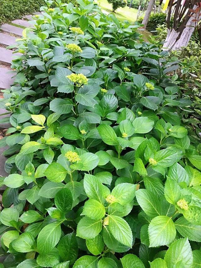 贝拉小蜜蜂草本身体乳