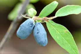 带你回味童年吃过的46种野果子，记忆中的味道你还记得吗？图片