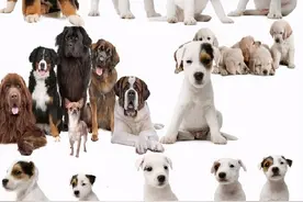 6种常见狗狗的价格，你买贵了吗？图片