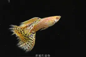 知道水霉病是怎么发生的吗？怎么治疗吗？图片