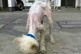 流浪狗瘦成了皮包骨，路人好心带回家收养，隔段时间后被可爱到了图片