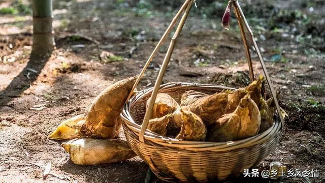 挖竹笋的方法，用这三个寻笋挖笋技巧，保证一挖一个准