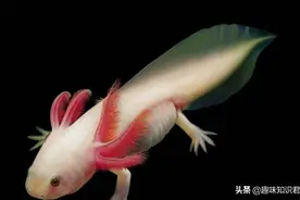 趣味冷知识分享，奇怪的知识又增加啦图片