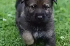 主人去世，忠犬随之一夜消失，11年后真相大白图片