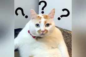 为什么早上比晚上体重轻几斤，难道一天胖几斤？图片