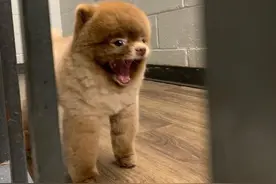 狗狗——陪伴你一生的忠实好友图片
