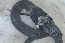 海南一小区一周捕获3条眼镜蛇，眼镜蛇怎么老是跑进来？有多毒？图片