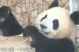 在长沙可以看熊猫啦！成都大熊猫“美美”“青青”来长定居！长沙生态动物园熊猫馆重新开馆图片