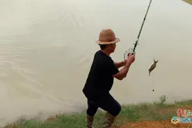 鄱阳县同兴村张晓华：从"甲鱼游击队"变为"致富正规军"图片