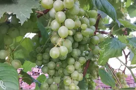 这项新技术，用在粮油作物、瓜果蔬菜和果树上，增产可达50%图片