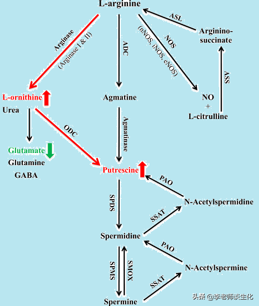 氨基酸的合成代谢与必需氨基酸（二）