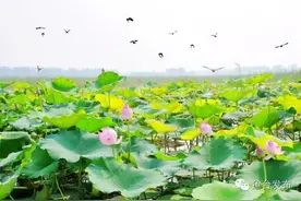 鱼台12镇街的名称是这么来滴图片