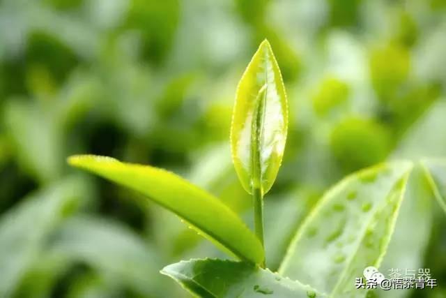 安化黑茶茯砖与其他茶叶有何不同