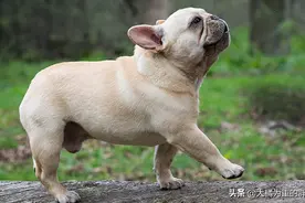 别拿法斗的名字当儿戏，这6种情况下不要乱喊，不然它会讨厌你！图片