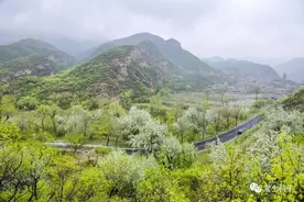 京郊私藏醉美春色，百年海棠花开正浓图片