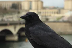 乌鸦被成功训练为烟蒂采集员！乌鸦和狗的智商，谁更高？图片